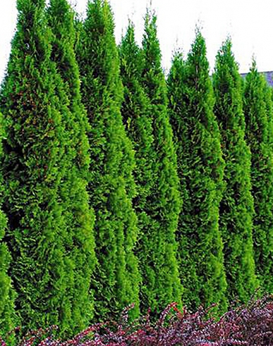 Thuja Emerald