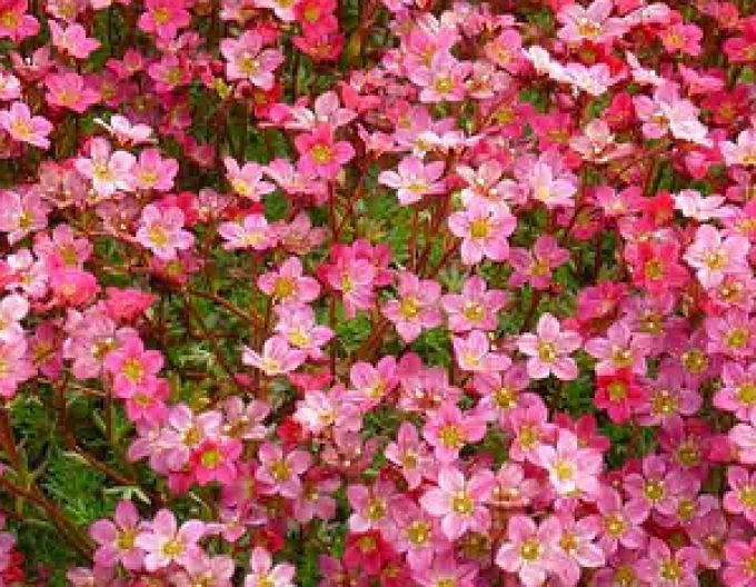 Saxifraga  Rose Shades