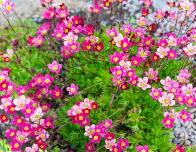 Saxifraga  Rose Shades