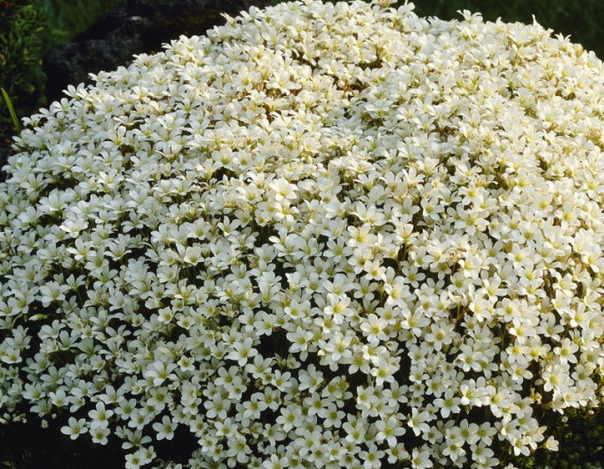 Saxifraga Saxony White