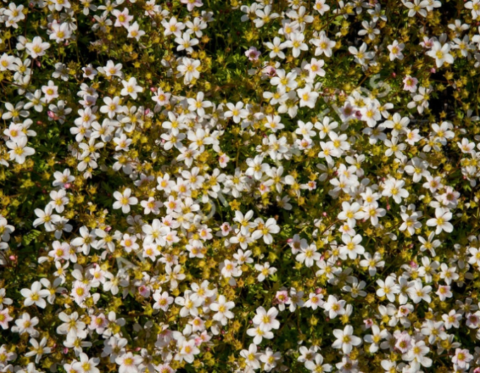 Saxifraga Saxony White