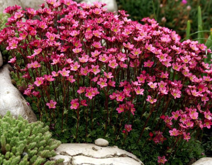 Saxifraga Highlander Red