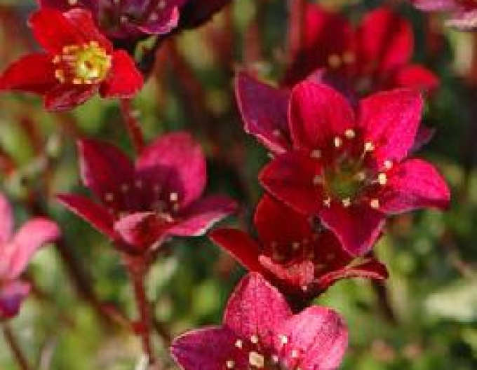 Saxifraga Highlander Red
