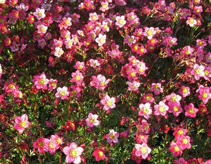 Saxifraga Peter Pan