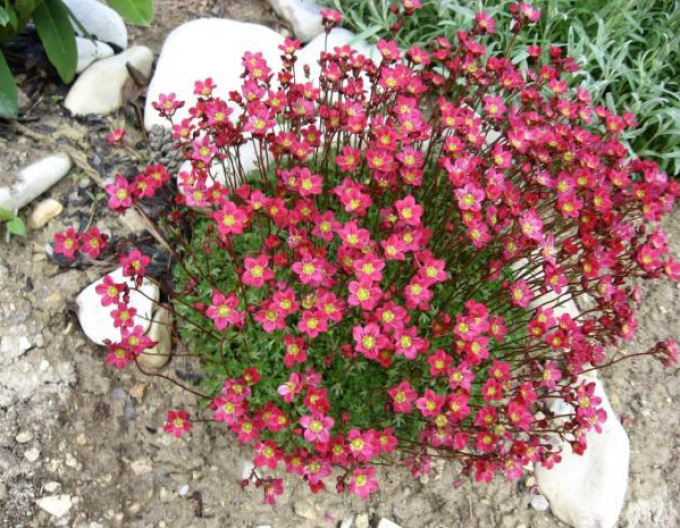 Saxifraga Peter Pan