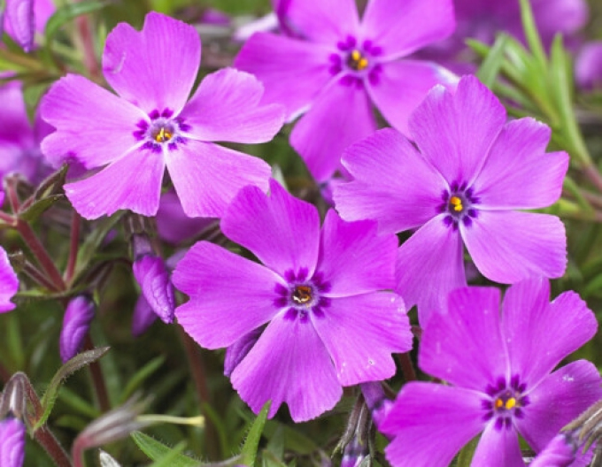 Phlox-brumărele