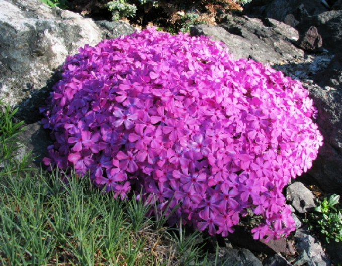 Phlox-brumărele