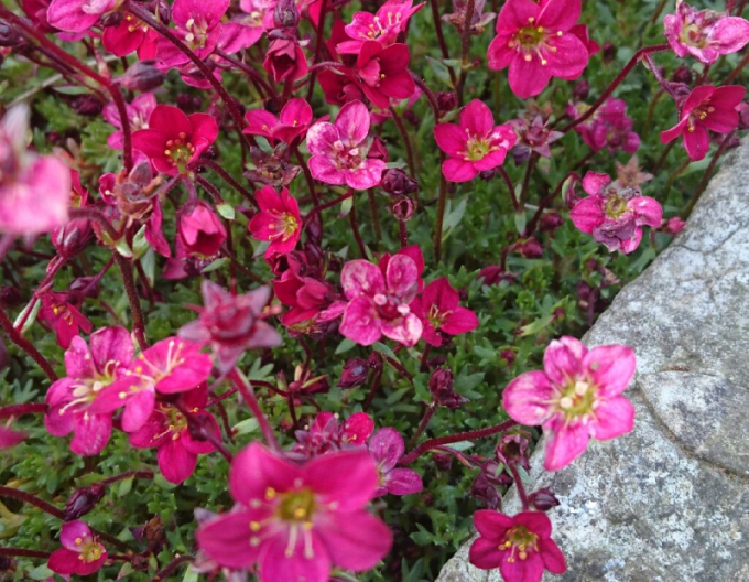 Lomicamnus Saxony Red