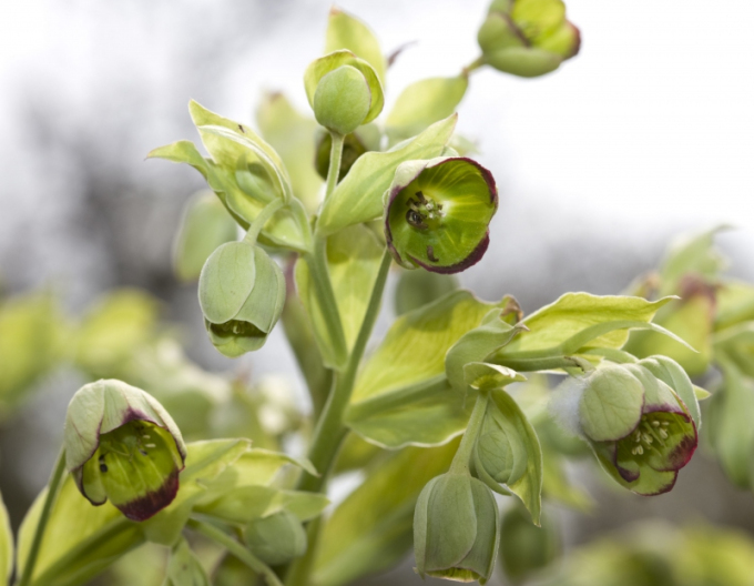Hellebore puturos