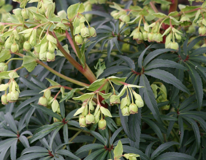 Hellebore puturos