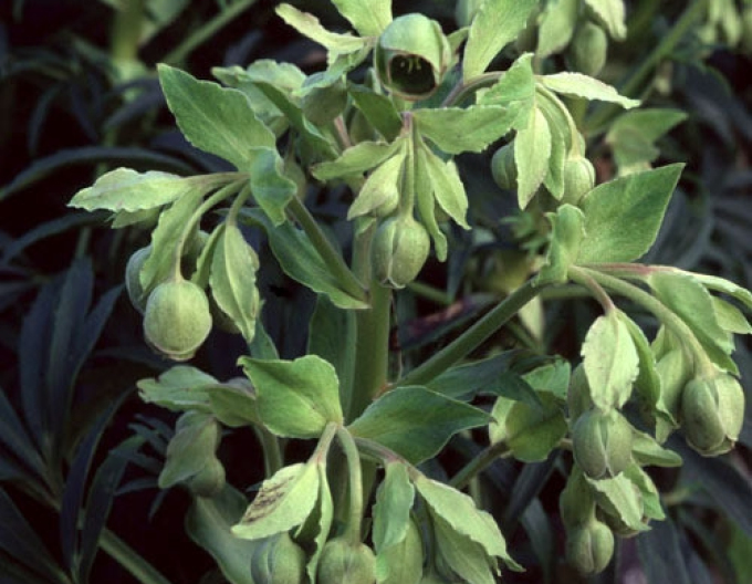 Hellebore puturos