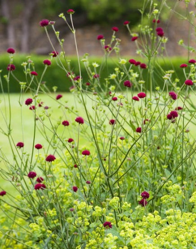 Knautia macedoneană