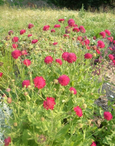 Knautia macedoneană