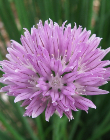 Usturoi chives