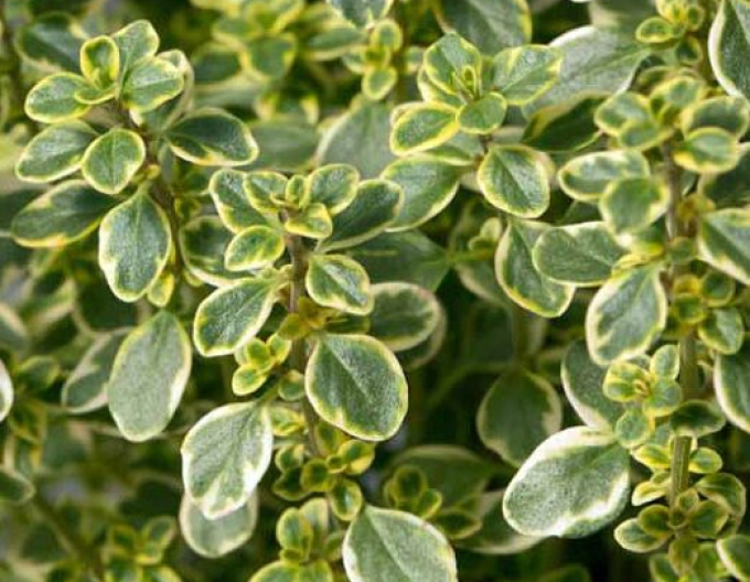 Cimbru lămăios Lemon Variegata