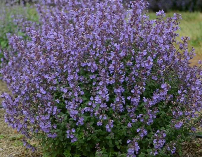 Menta pisicii Purrsian-blue