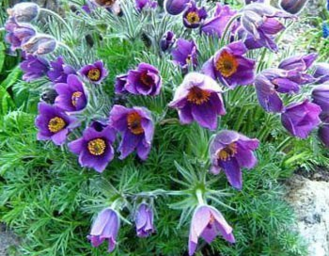 Floarea paștelui Violet comun 1L