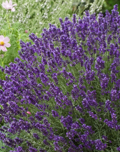 Lavanda "Hidcote Blue