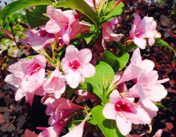 Weigela înfloritoare Boscoop Glory