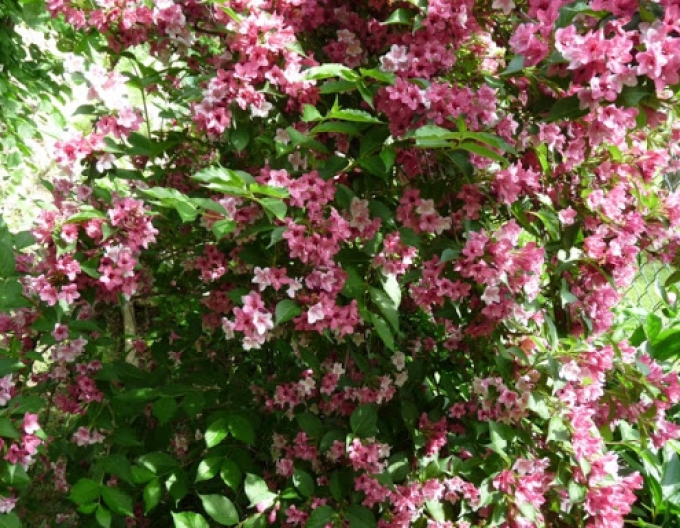 Weigela înfloritoare Boscoop Glory