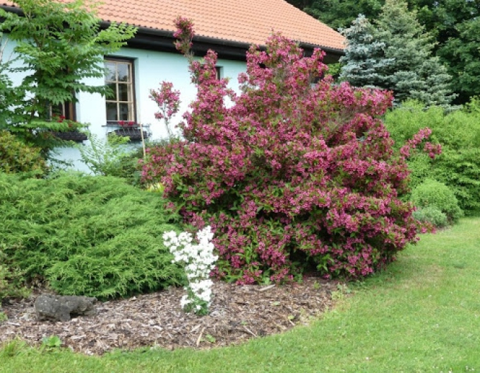 Weigela înflorită Eva Rathke