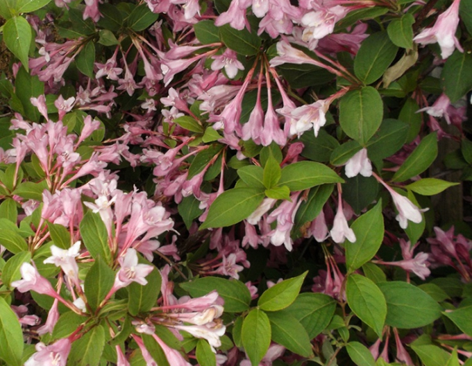 Weigela înflorită Pink Princess