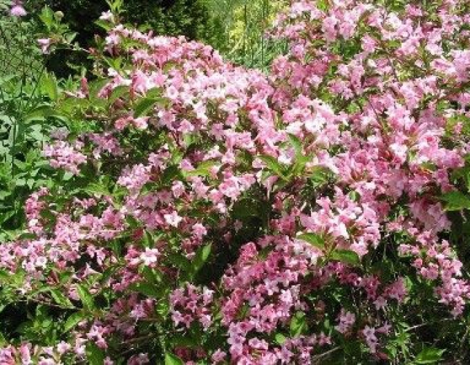 Weigela înflorită Pink Princess