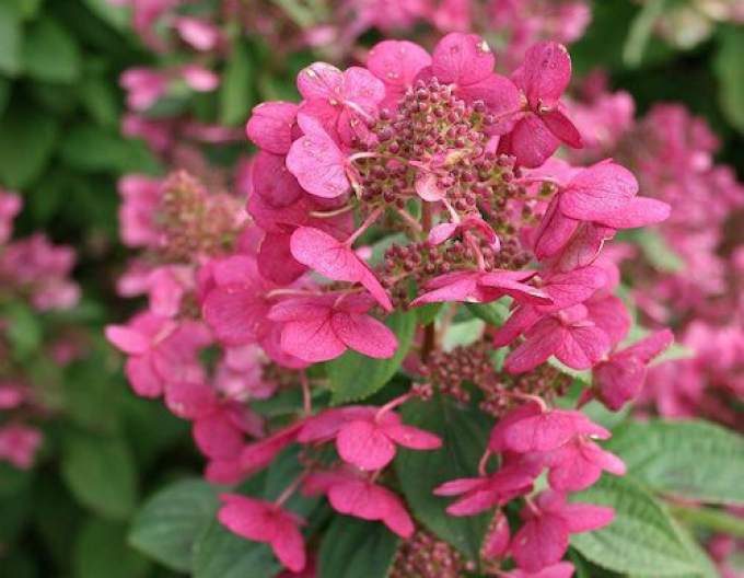 Hortensia ´magia focului´