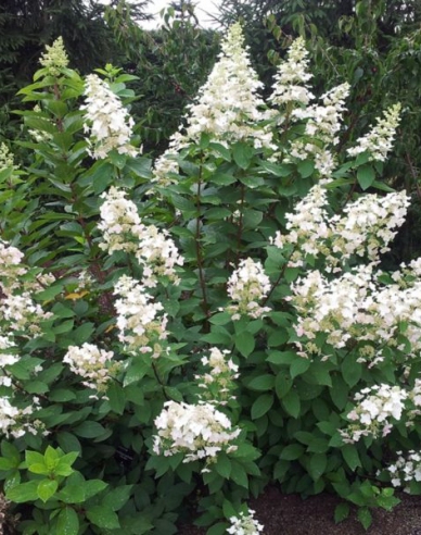 Hortensia Pee Wee