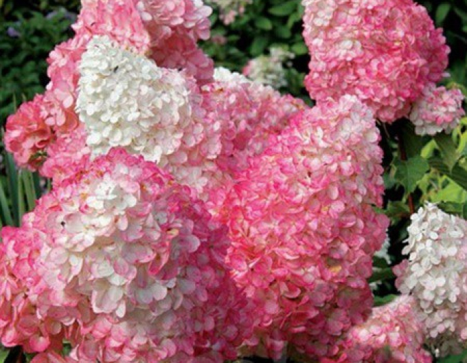 Hortensia Pink Lady