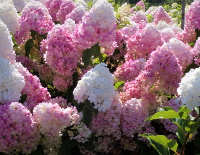 Hortensia Pink Lady