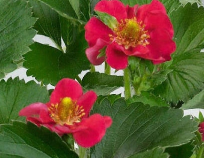 Căpșună ´Ariba Red´ perenă