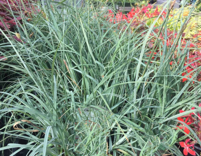 Carex "Blue Zinger"