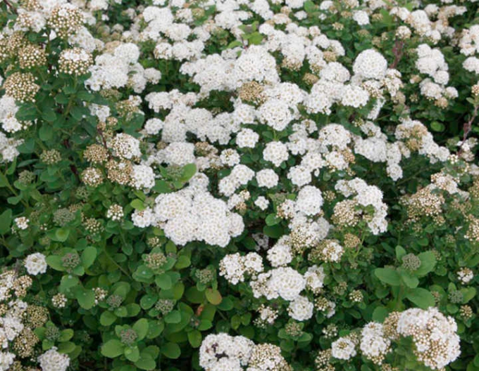 Spiraea Smelter