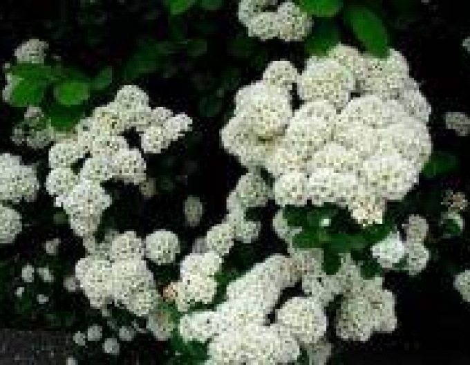 Spiraea Smelter