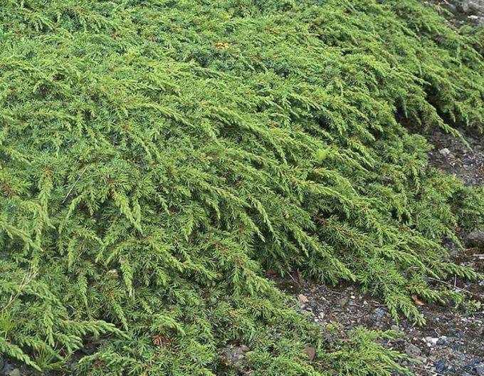 Ienupăr Green Carpet