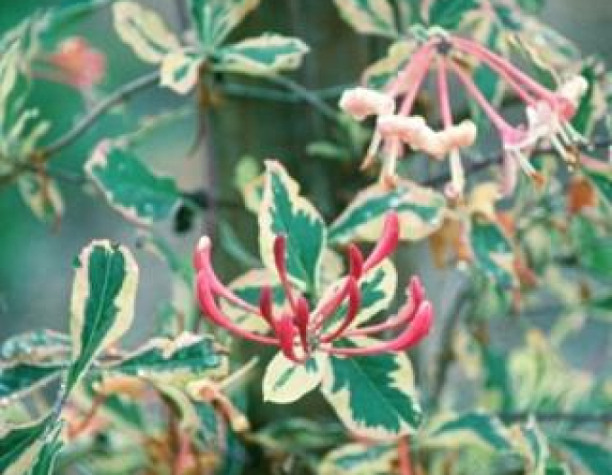 Caprifoi-Harlequin Sherlite