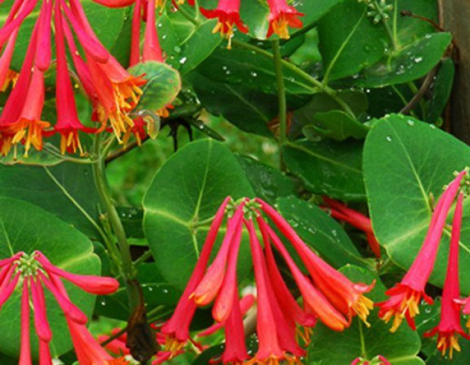 Caprifoi  Dropmore Scarlet