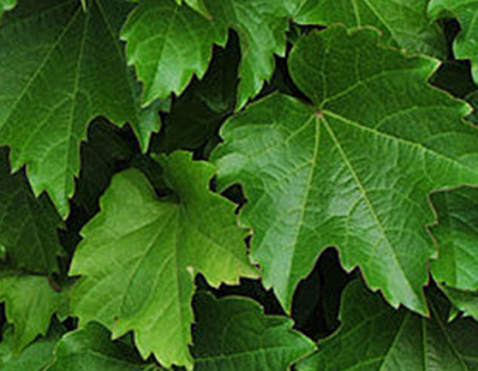 Pavinic trifoliate ´Diamond Mountains´