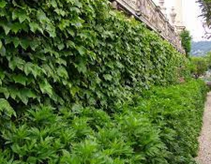 Pavinic trifoliate ´Diamond Mountains´