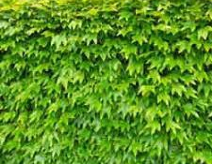 Pavinic cu trei lobi ´Green Spring´