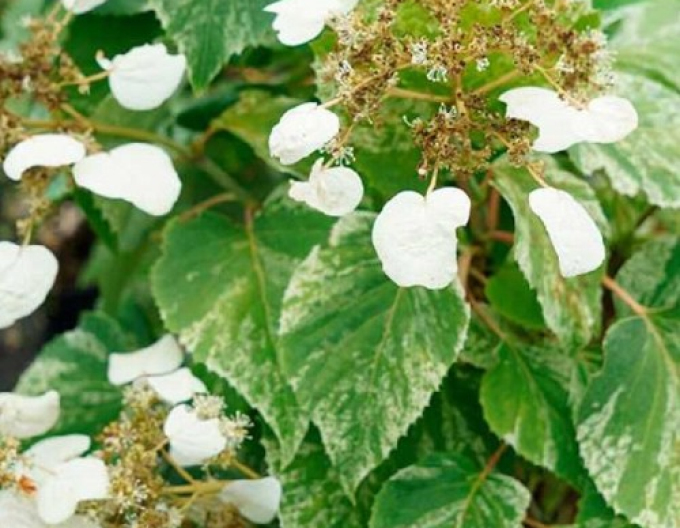 Schizophragma hydrangeoides ´Burst of Light´