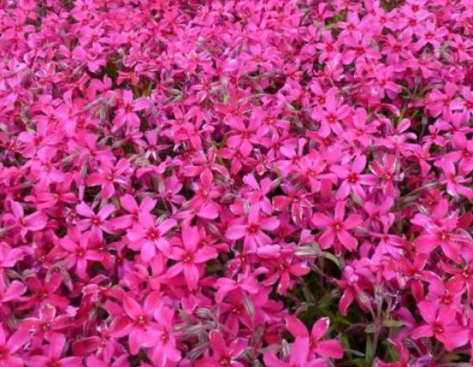 Flox ´Atropurpurea´
