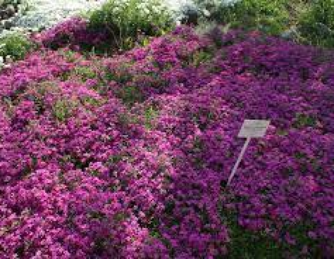 Flox ´Atropurpurea´
