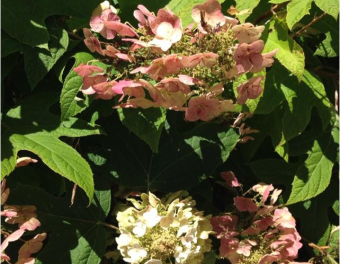 Hortensie cu frunze de stejar