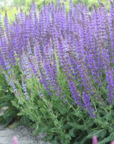 Savia ´Mainacht´