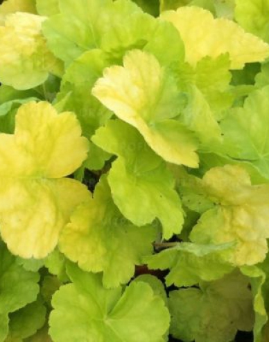Heuchera ´World Caffe Romano´