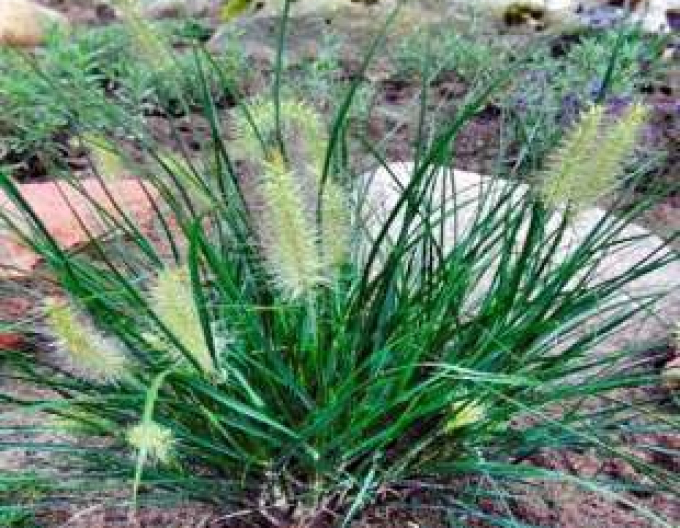 Pennisetum Little Bunny