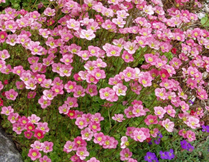 Saxifraga Rose
