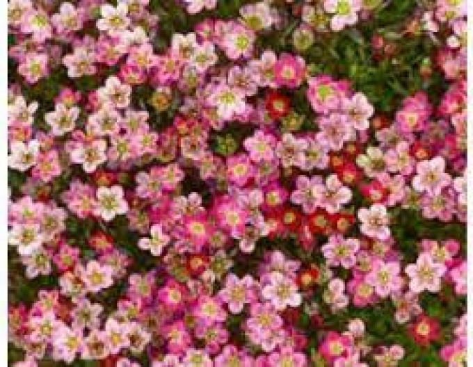 Saxifraga Rose
